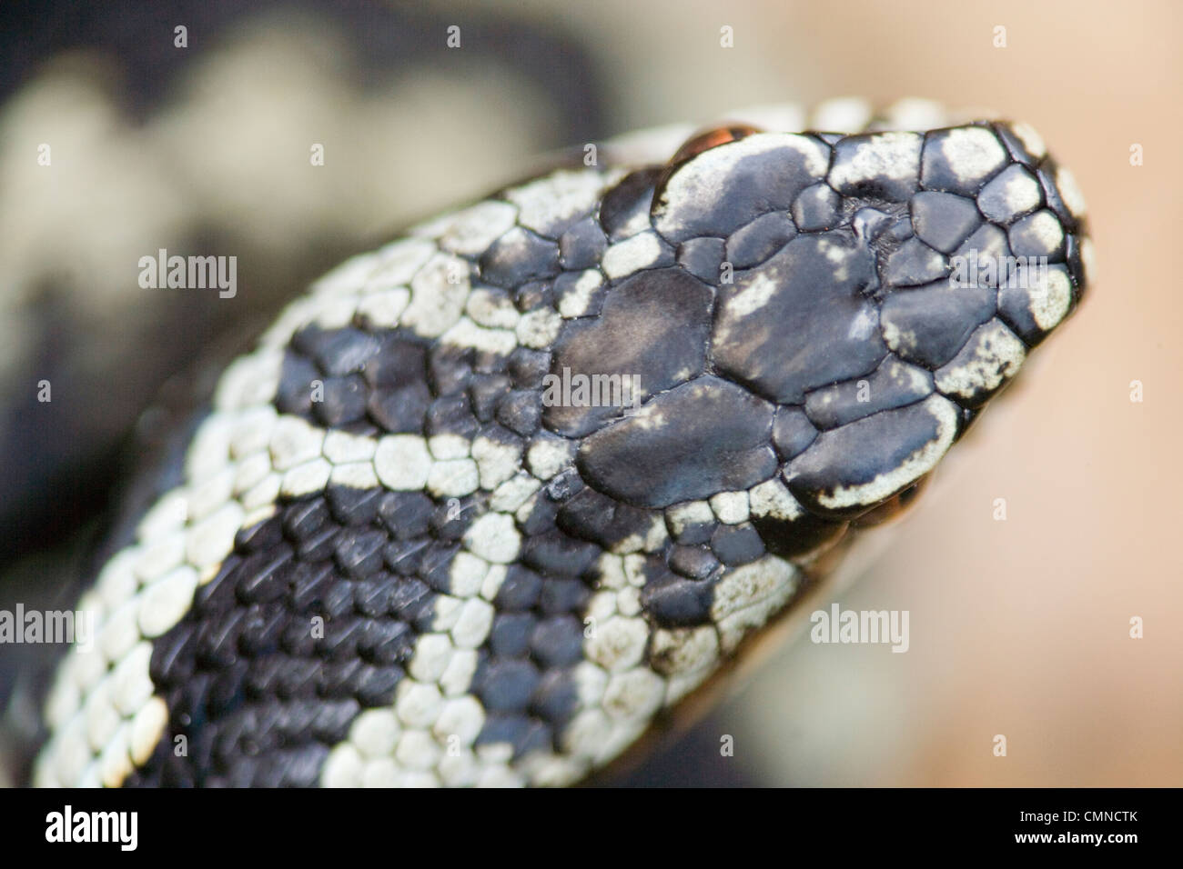 Il sommatore (Vipera berus). Maschio adulto. Mostra invertita 'V' modello sulla parte posteriore della testa, un mezzo di identificazione delle specie. Foto Stock