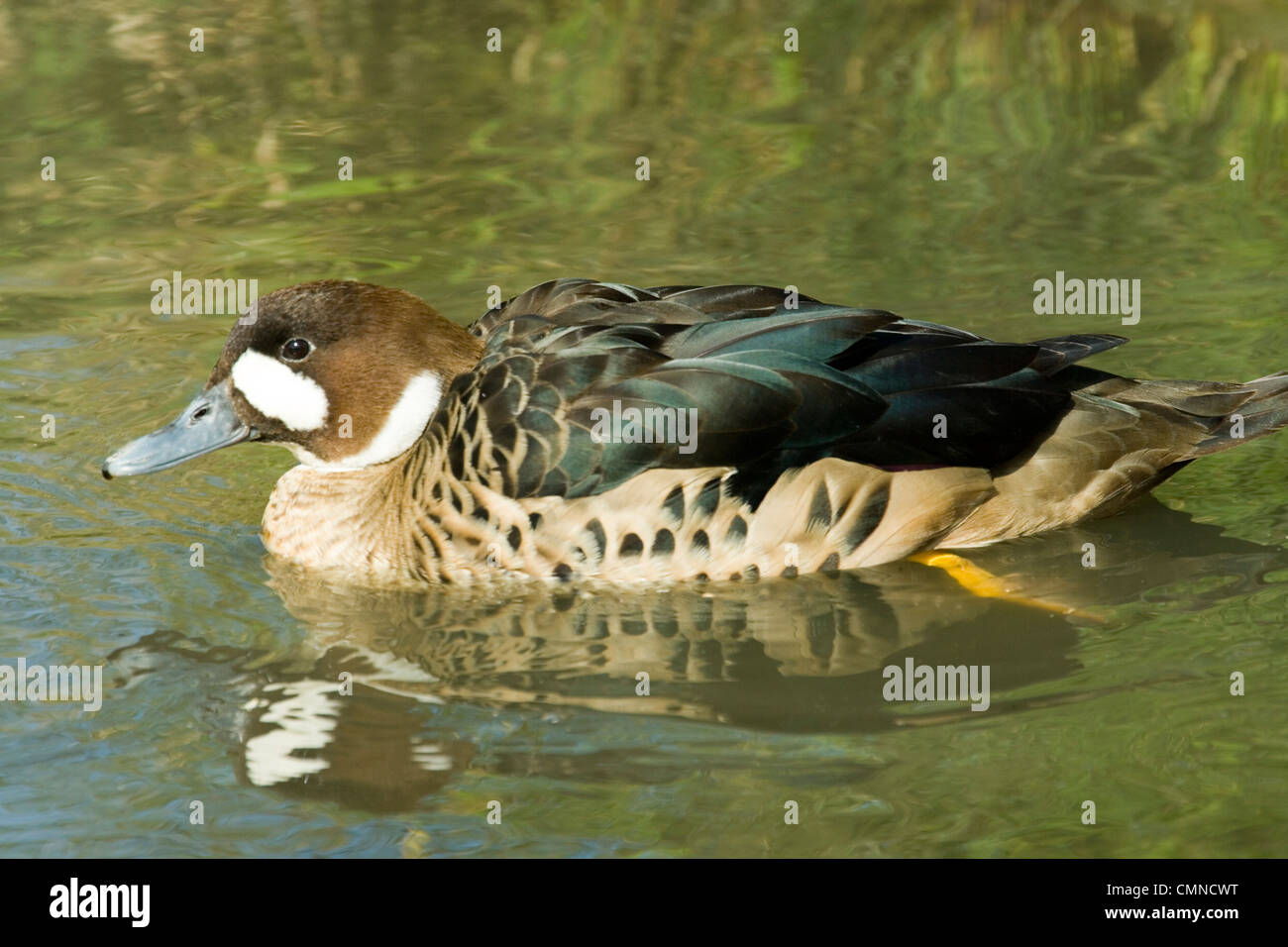 Bronzo-alato (d'anatra Anas specularis). Distribuzione comprende gran parte del Sud America meridionale. Foto Stock