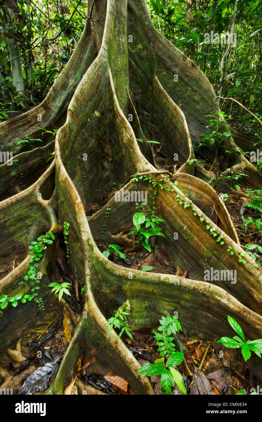Radici quadrate di Shorea sp. all'interno di lowland Dipterocarp foresta pluviale. Danum Valley, Sabah Borneo. Foto Stock