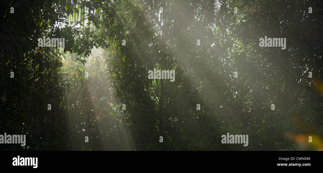 Alberi di luce solare pierce un velo di fogliame. Lowland Dipterocarp foresta pluviale, Maliau Basin - Sabah del " Mondo Perduto" - Borneo. Foto Stock