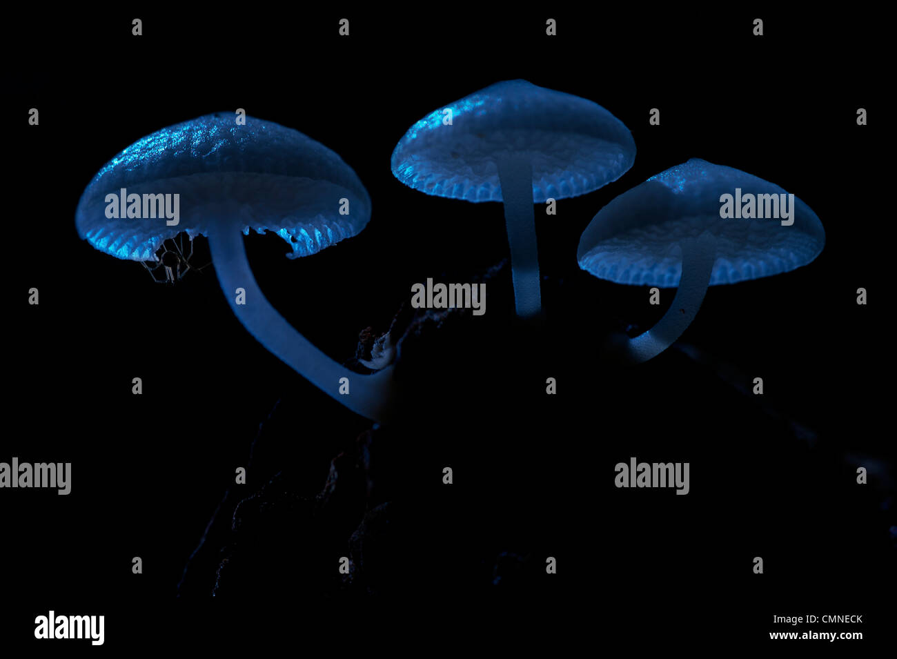 Funghi luminosi al chiaro di luna, con piccola spider in appoggio sul lato inferiore. Montane mossy heath forest (kerangas), Maliau Basin, Borneo Foto Stock