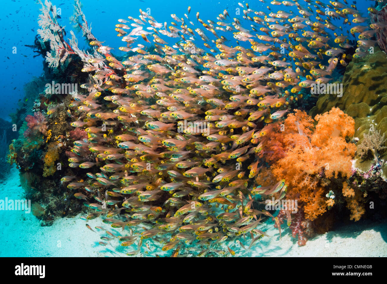 Coral reef con scuola di spazzatrici, Parco Nazionale di Komodo, Indonesia. Foto Stock