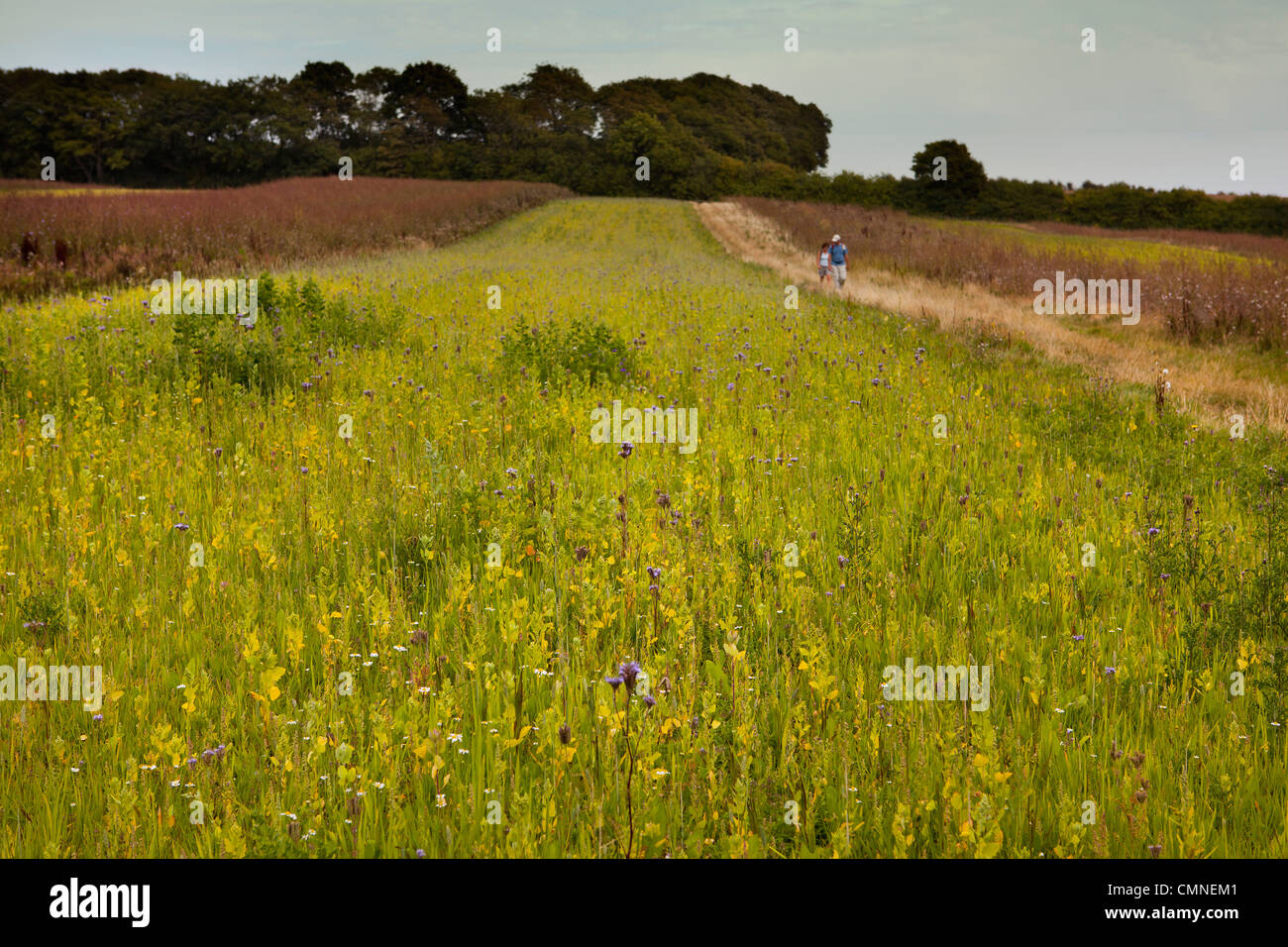 Walkers passando di fiori selvaggi campi incolti nella campagna del Kent Foto Stock