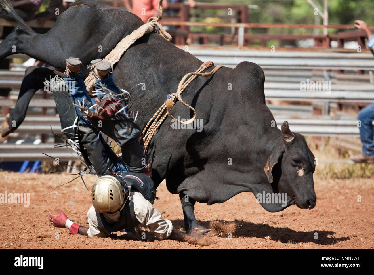 Bull rider getting contrastato fuori il suo monte a Chillagoe Rodeo. Chillagoe, Queensland, Australia Foto Stock