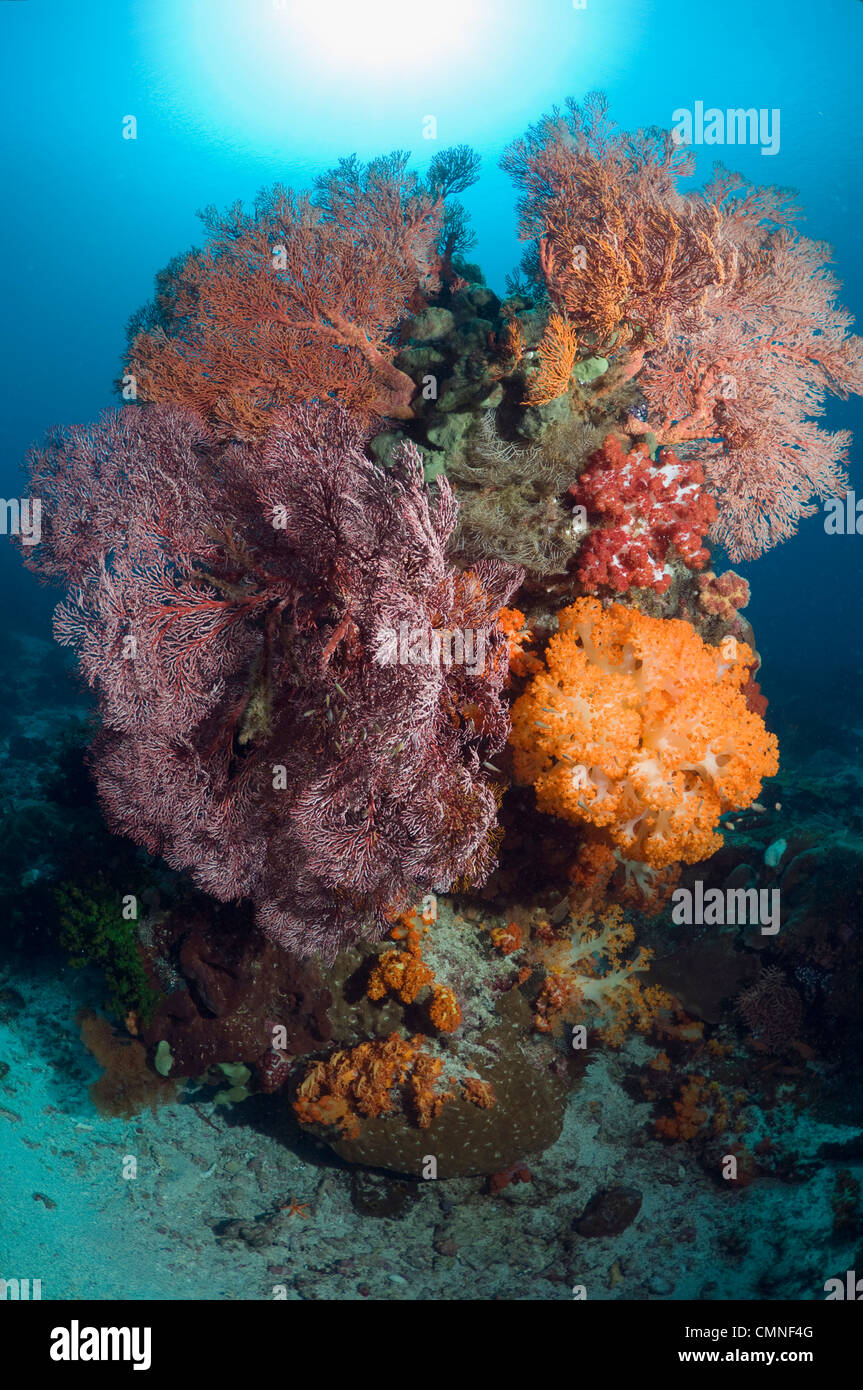 Coral reef con gorgonie e coralli molli. Parco Nazionale di Komodo, Indonesia. Foto Stock