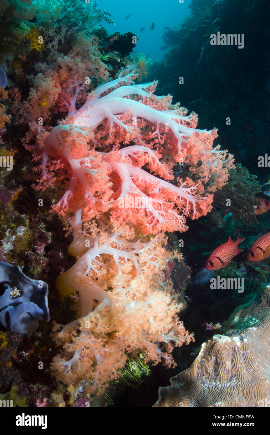 Albero di corallo, Rinca, Parco Nazionale di Komodo, Indonesia. Foto Stock