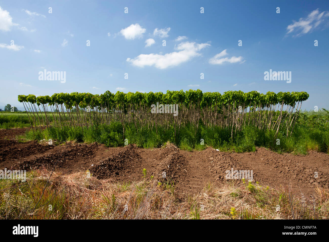 Verioa Catalpa bignonioides giovani indiani Bean alberi allineati in corrispondenza di una piantagione. Foto Stock