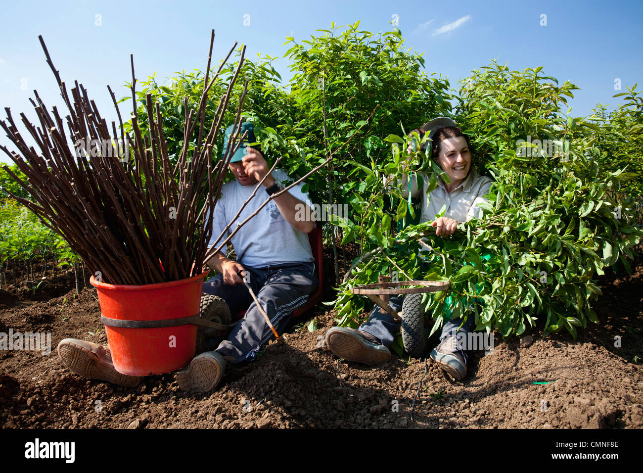 Lavoro Verioa l uomo e la donna gli alberi di innesto. Foto Stock