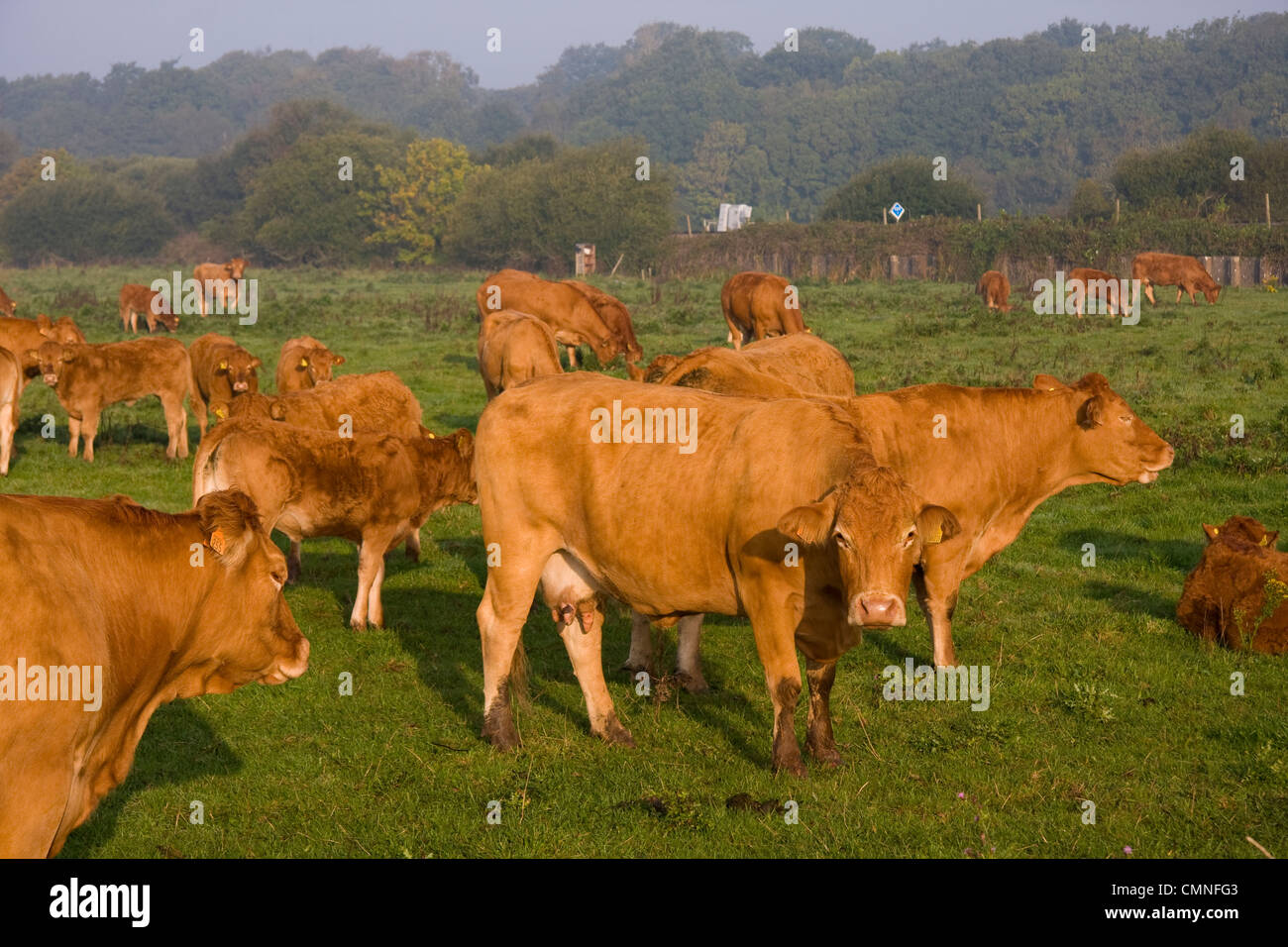 Angus bovini Dorset Inghilterra Foto Stock