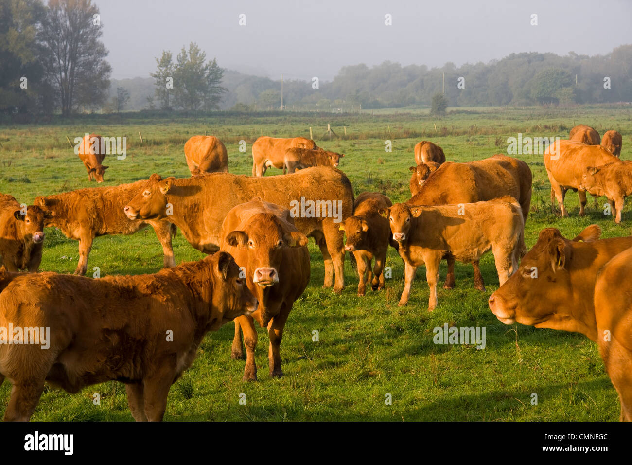 Angus bovini Dorset Inghilterra Foto Stock