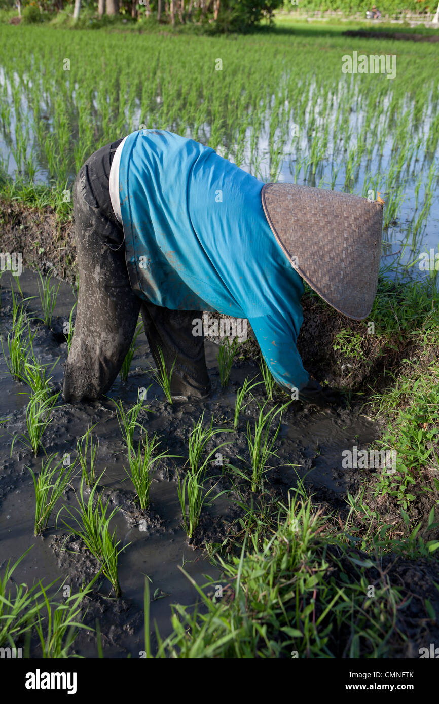 Una donna tende a campi di riso di Tabanan vicino Tanah Lot, Bali, Indonesia Foto Stock