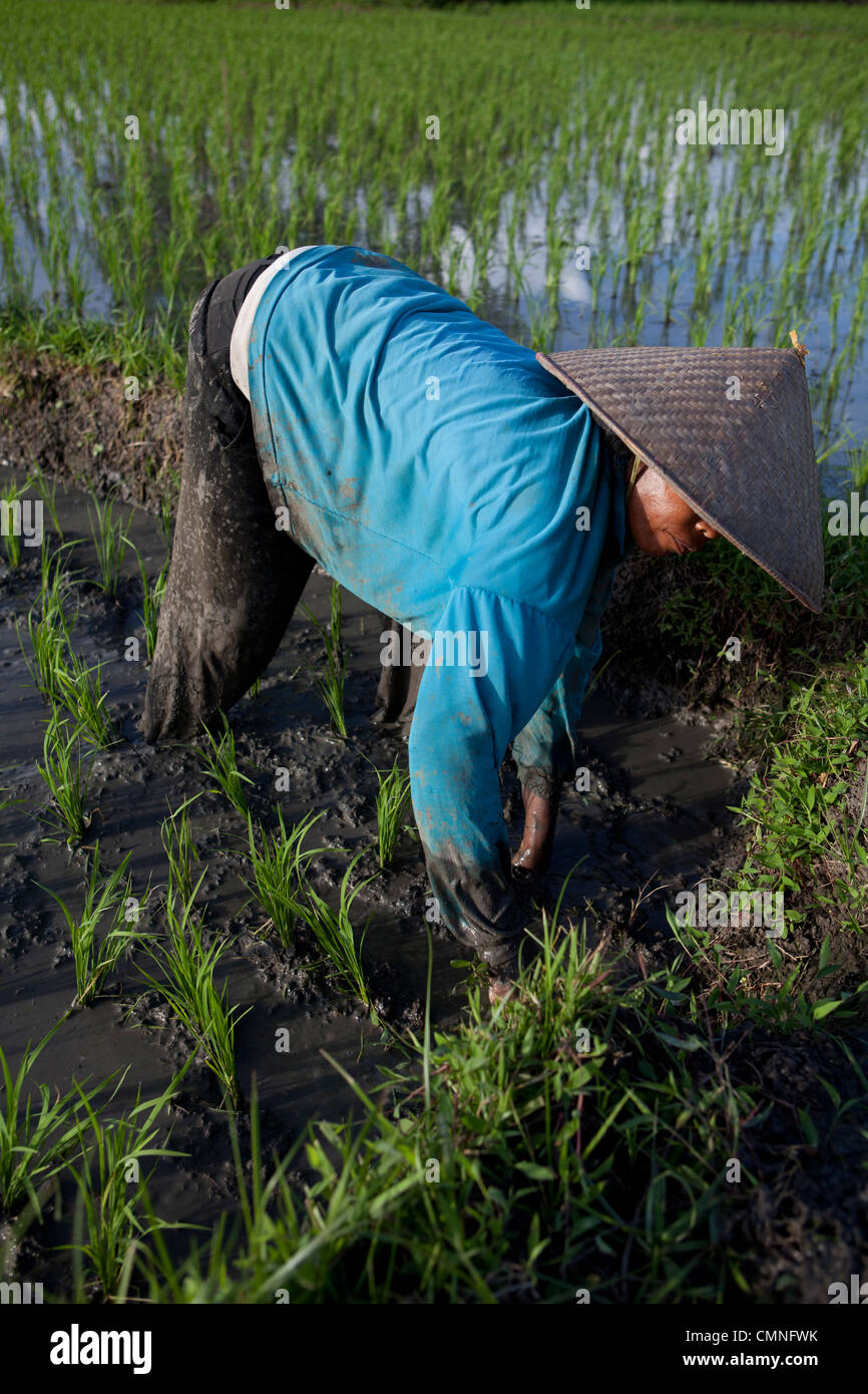 Una donna tende a campi di riso di Tabanan vicino Tanah Lot, Bali, Indonesia. Foto Stock