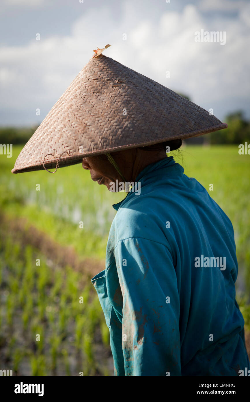 Una donna tende a campi di riso di Tabanan vicino Tanah Lot, Bali, Indonesia Foto Stock