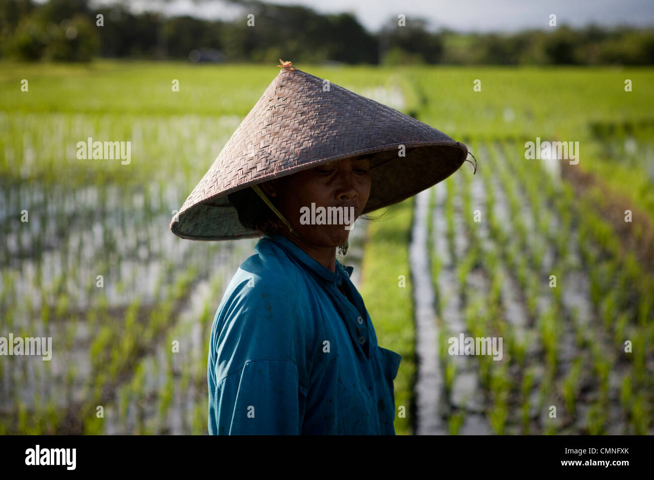 Una donna tende a campi di riso di Tabanan vicino Tanah Lot, Bali, Indonesia Foto Stock