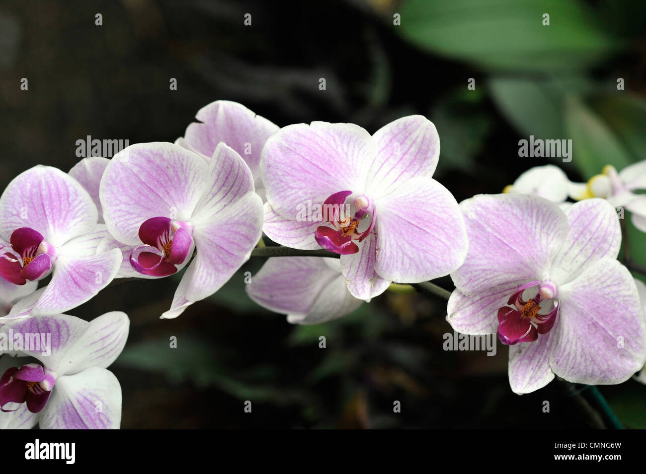 Cluster di colore rosa e bianco Moth Orchidee Foto Stock