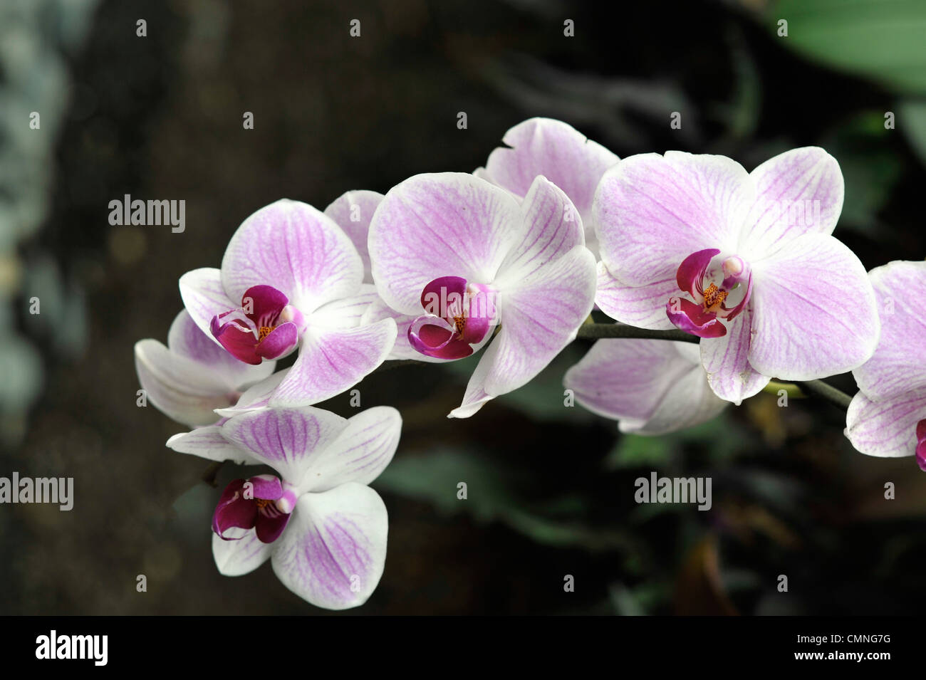 Cluster di colore rosa e bianco Moth Orchidee Foto Stock