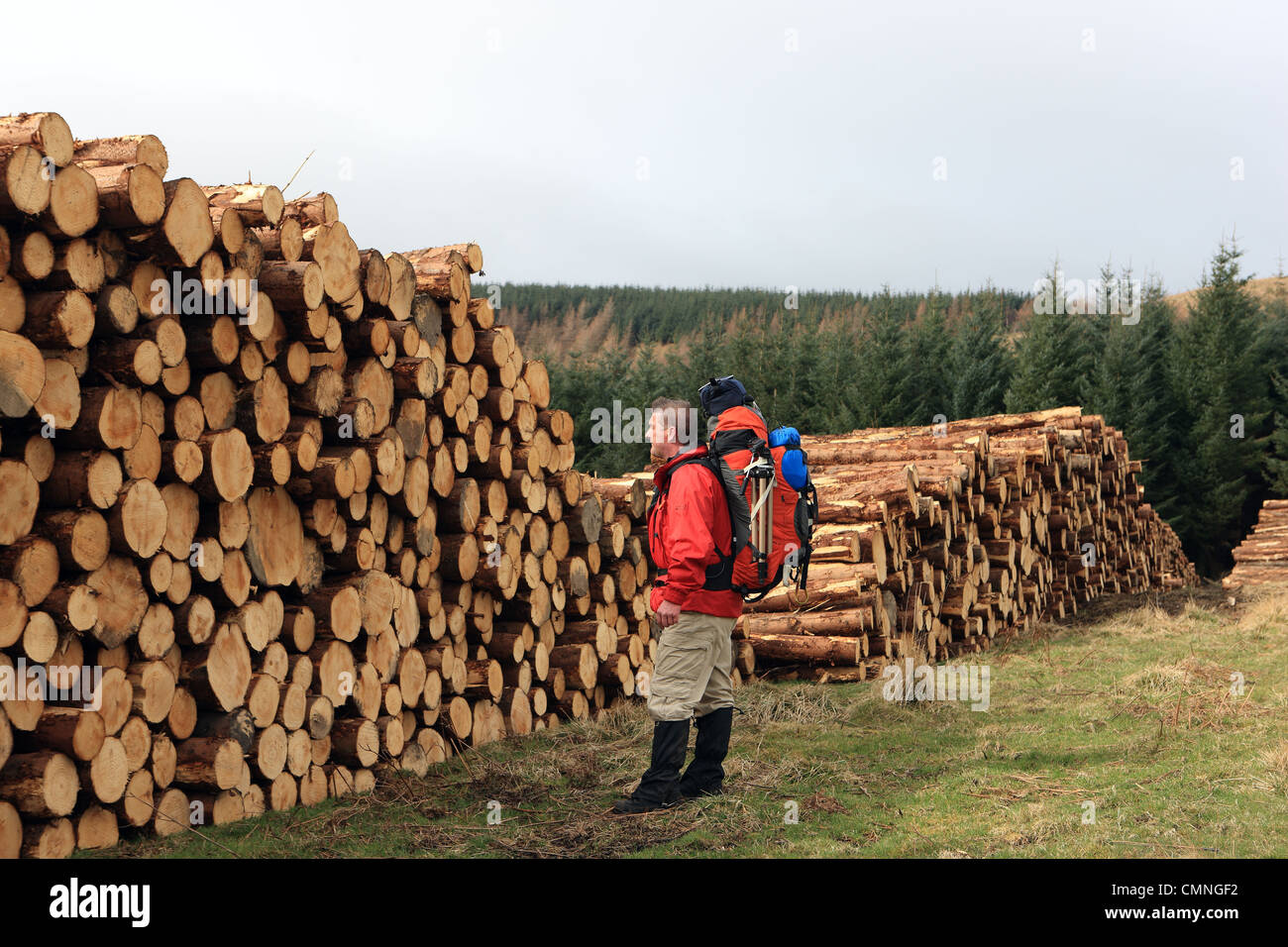 Walker con zaino in spalla guardando il legname abbattuto impilati alta Foto Stock