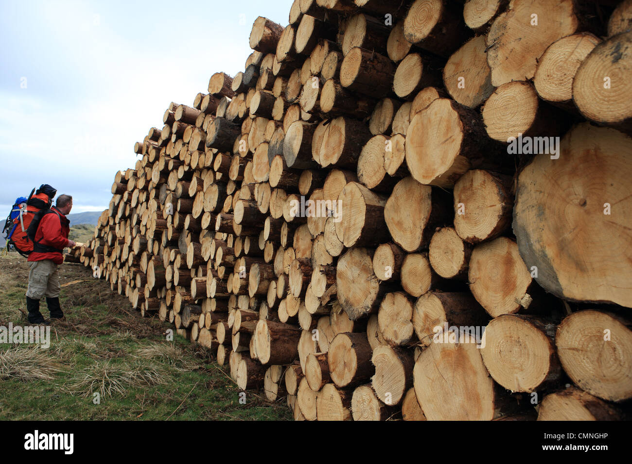 Walker guardando una pila di legname in campagna Foto Stock