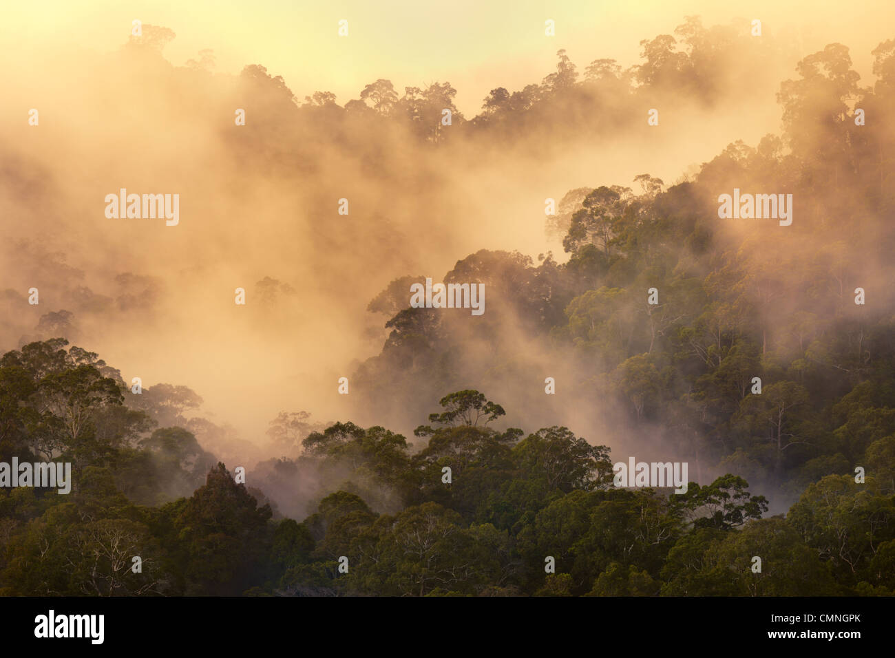 La foresta pluviale all'alba, Maliau Basin, Sabah Borneo Malese. Maggio. Foto Stock