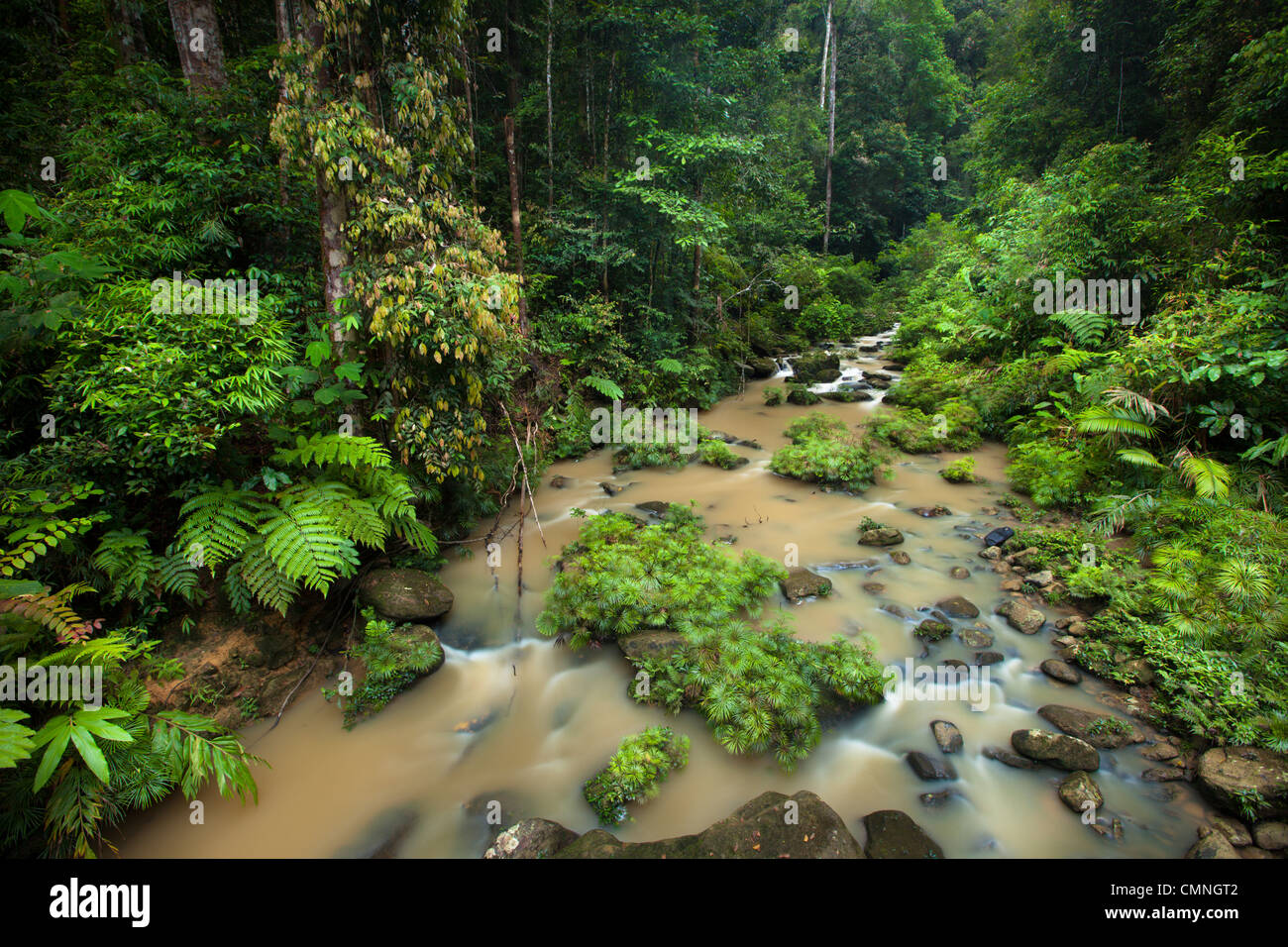 Il fiume che scorre attraverso la lussureggiante foresta pluviale, Maliau Basin, Sabah Borneo Malese. Foto Stock