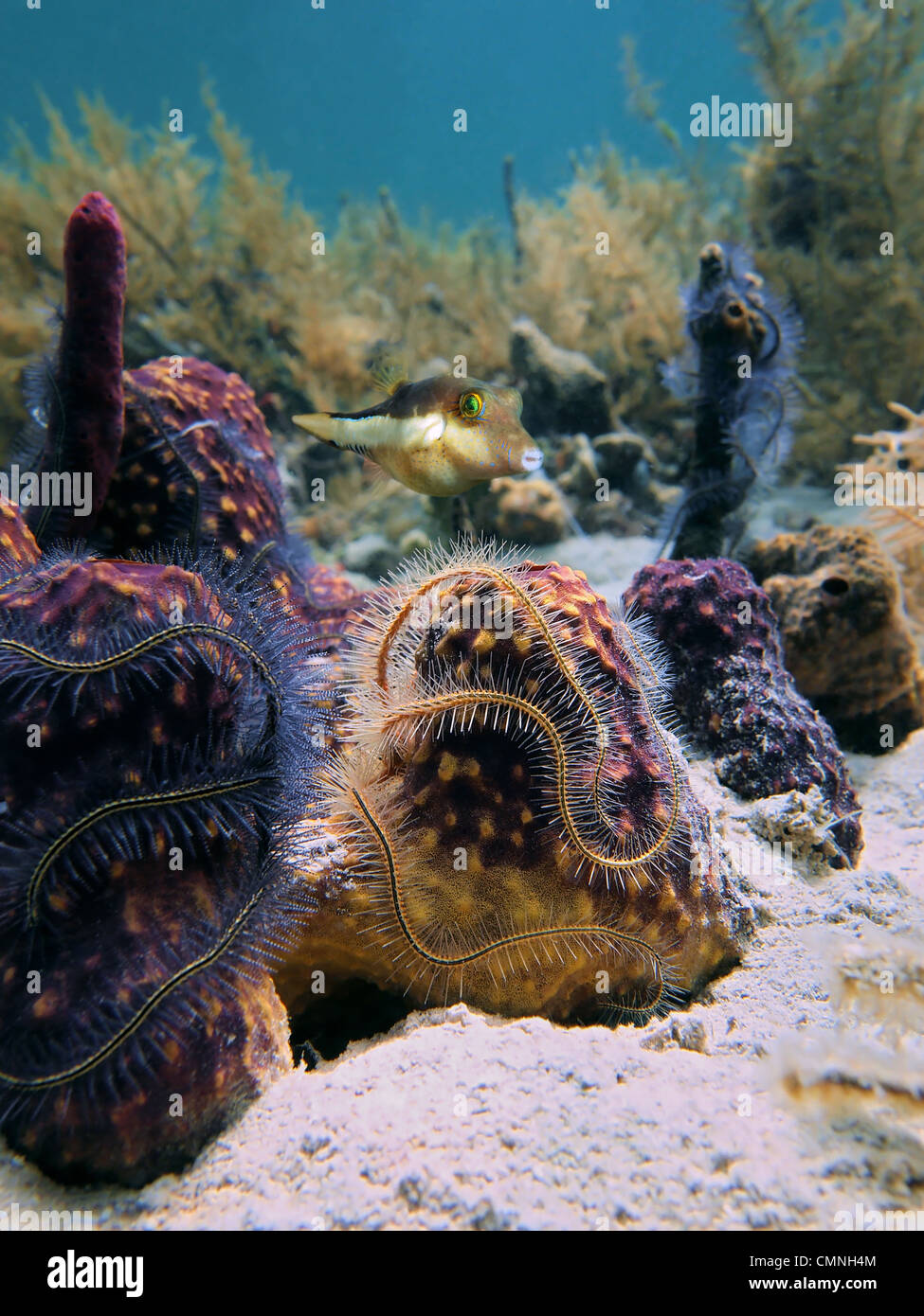 Sharp-naso il pesce palla con tubo di ramificazione di una spugna coperta da fragili tentacoli a stella subacqueo il mare dei Caraibi Foto Stock