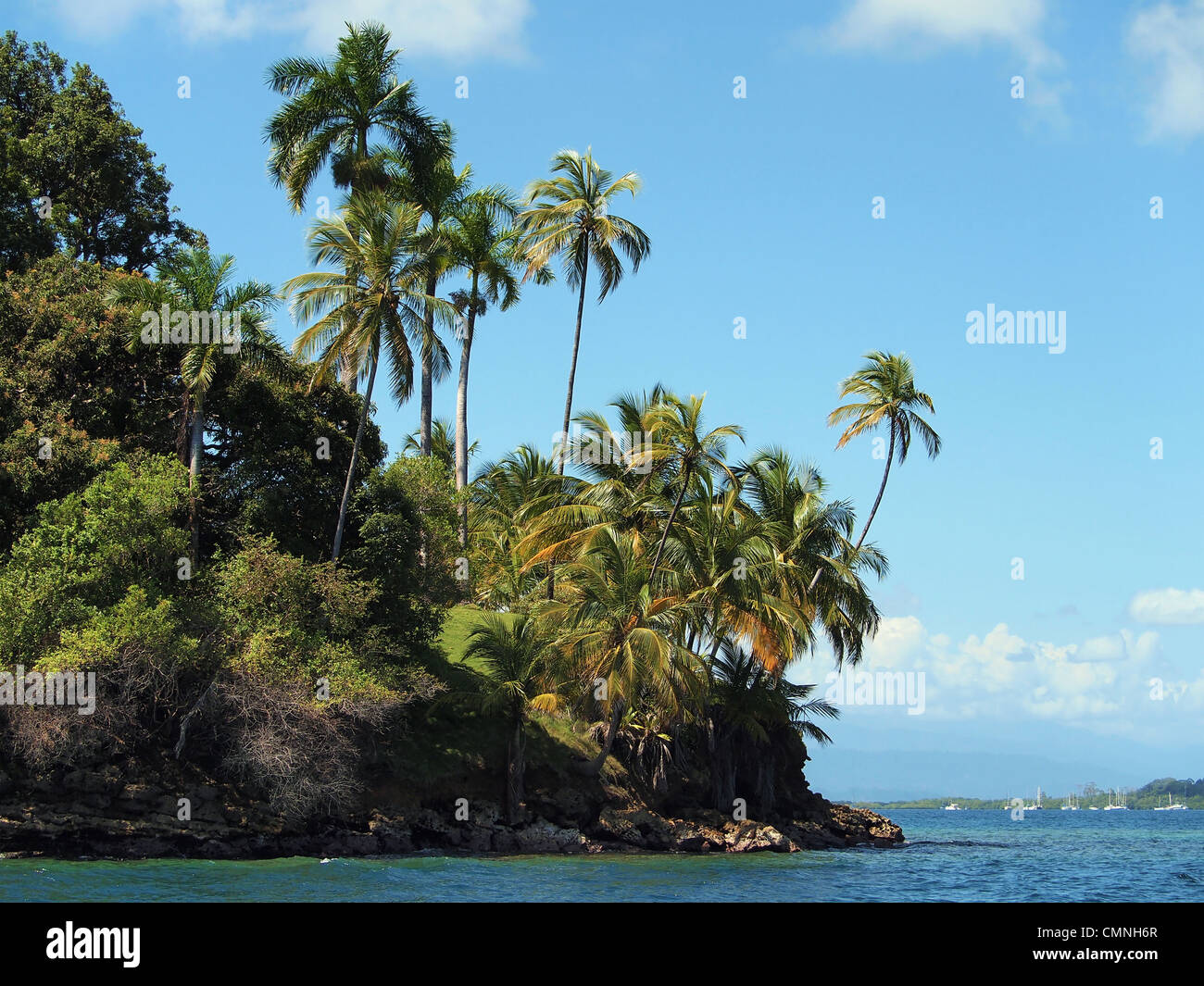 Isola tropicale con splendide palme, isla Solarte, Bocas del Toro, Costa Caraibica di Panama, America Centrale Foto Stock