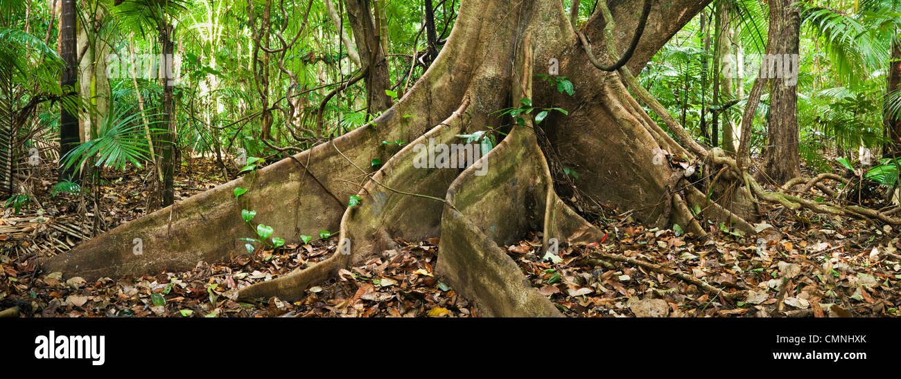 Butress radici di un albero della foresta pluviale. Parco Nazionale Daintree, Queensland, Australia Foto Stock