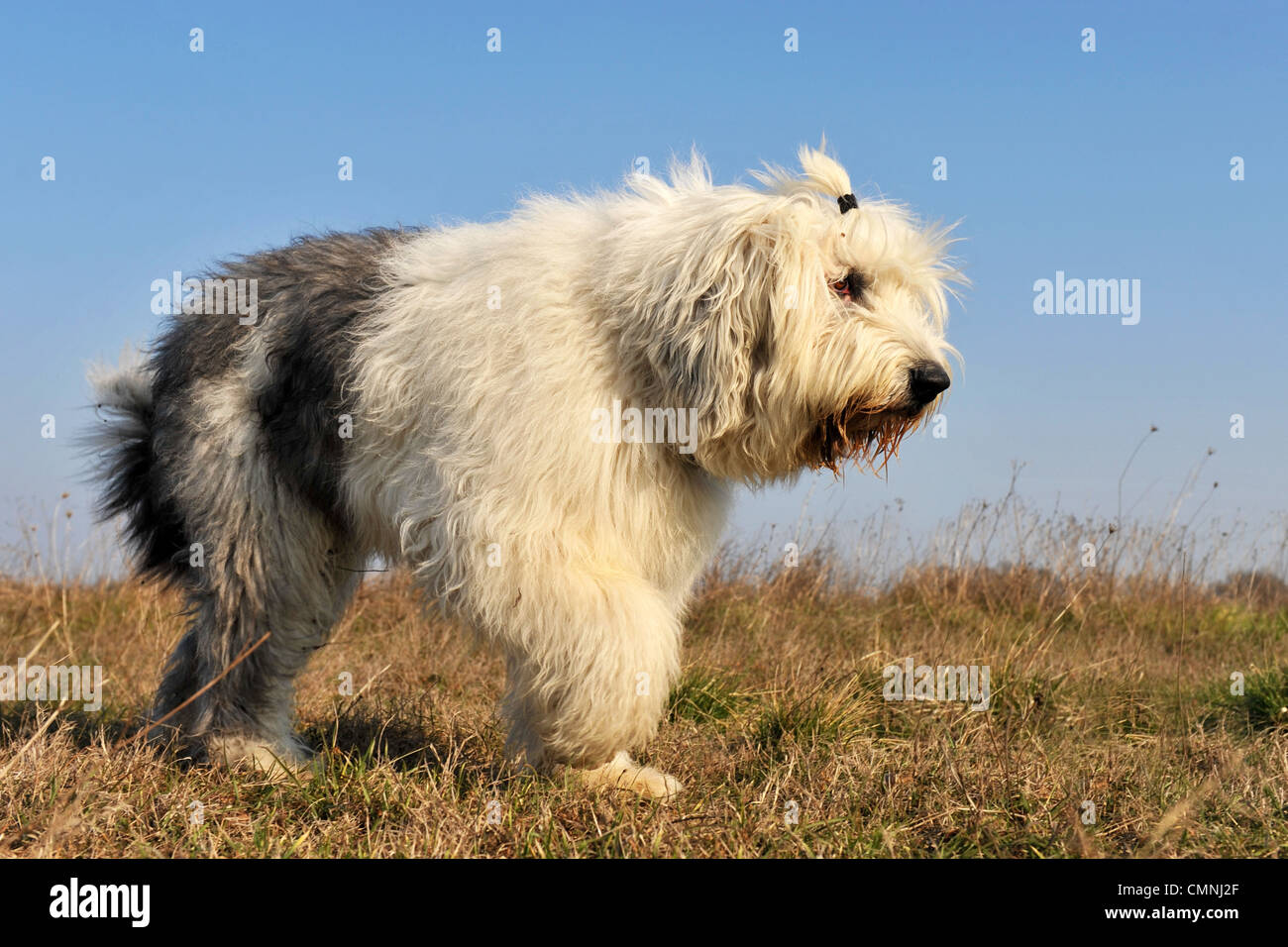 Razza Old English Sheepdog camminando in un campo Foto Stock