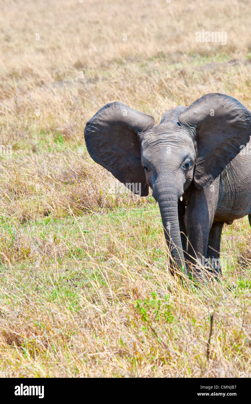 Baby Elefante africano con grandi orecchie, Loxodonta africana, il Masai Mara riserva nazionale, Kenya, Africa Foto Stock