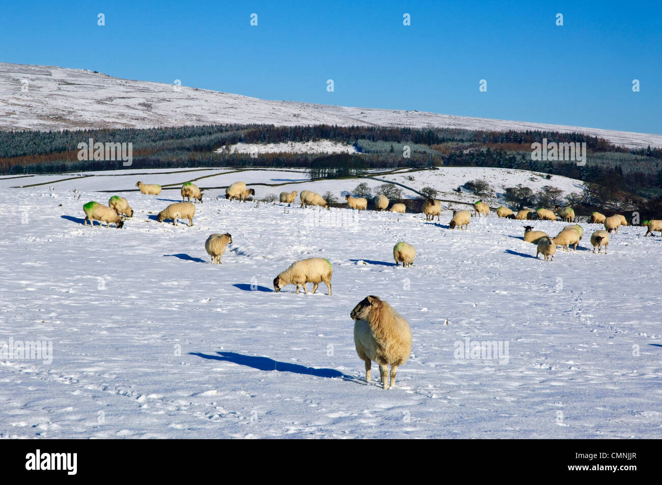 Gli ovini di neve sopra Bolton Abbey, North Yorkshire Foto Stock