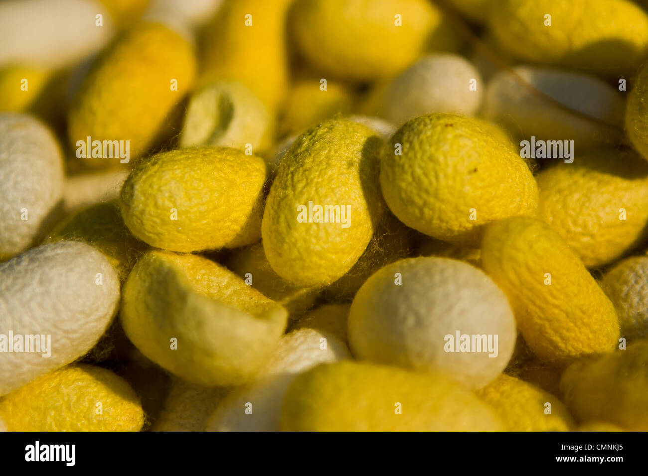 Silkworm Cocoon dettaglio Foto Stock