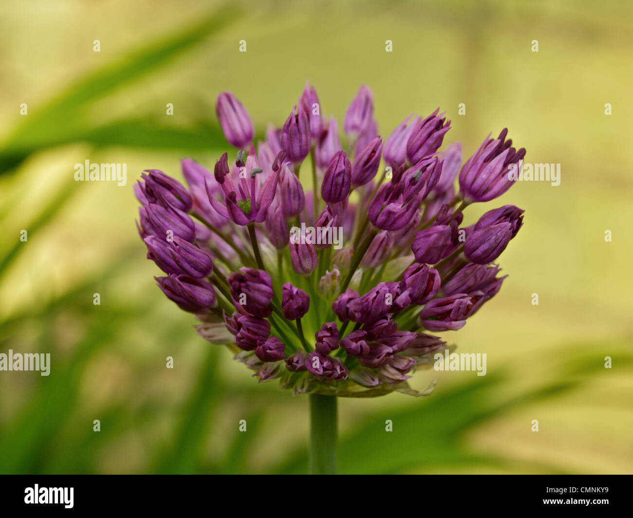 Allium viola sensazione fiore emergenti Foto Stock