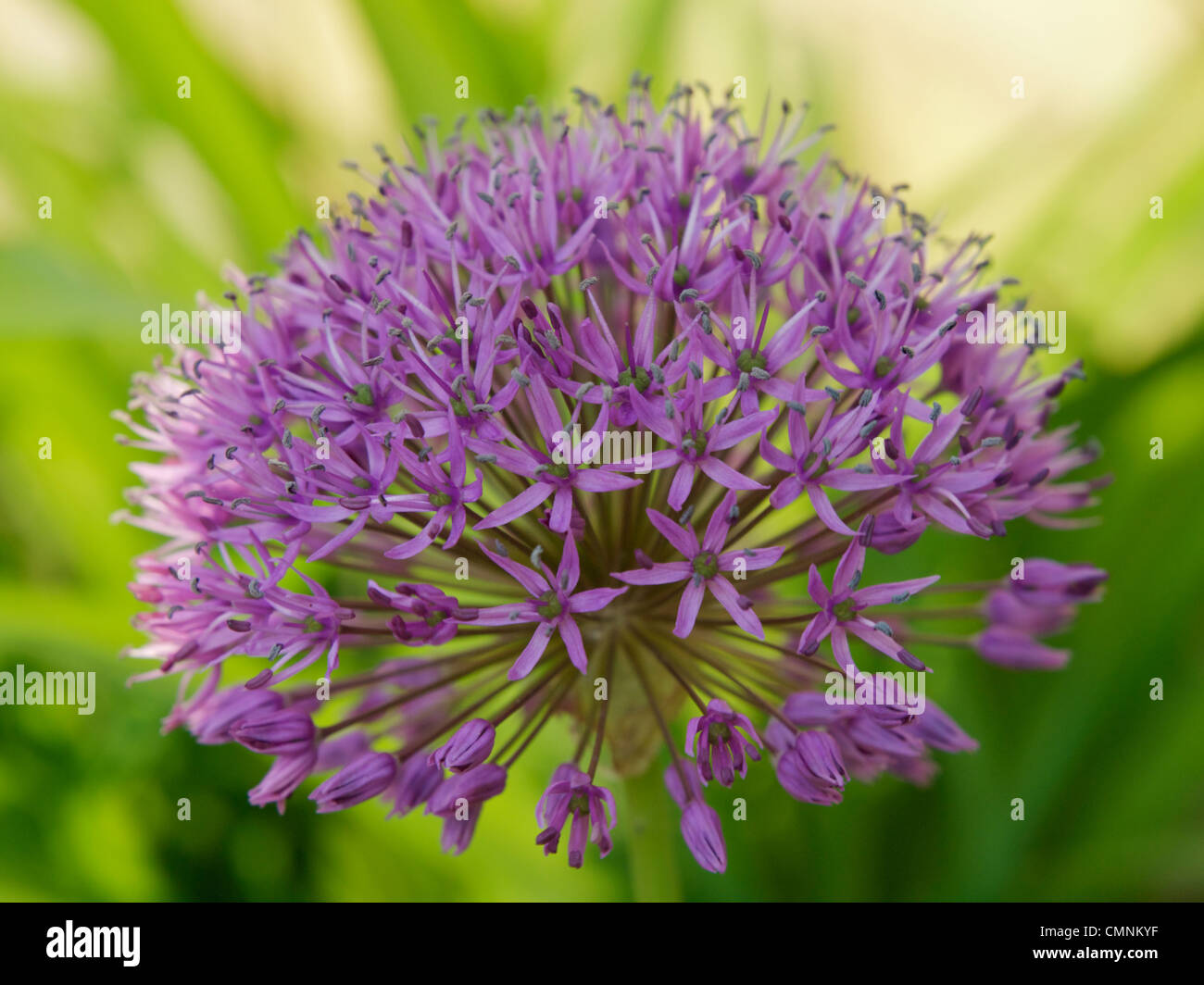 Testa di fiori di Allium viola sensazione(Allium aflatunense) Foto Stock