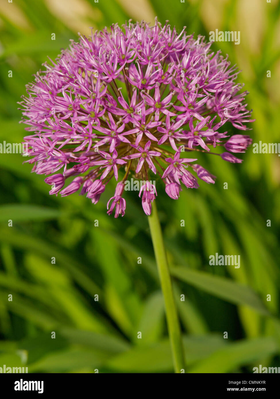 Un unico fiore di Allium viola sensazione Foto Stock