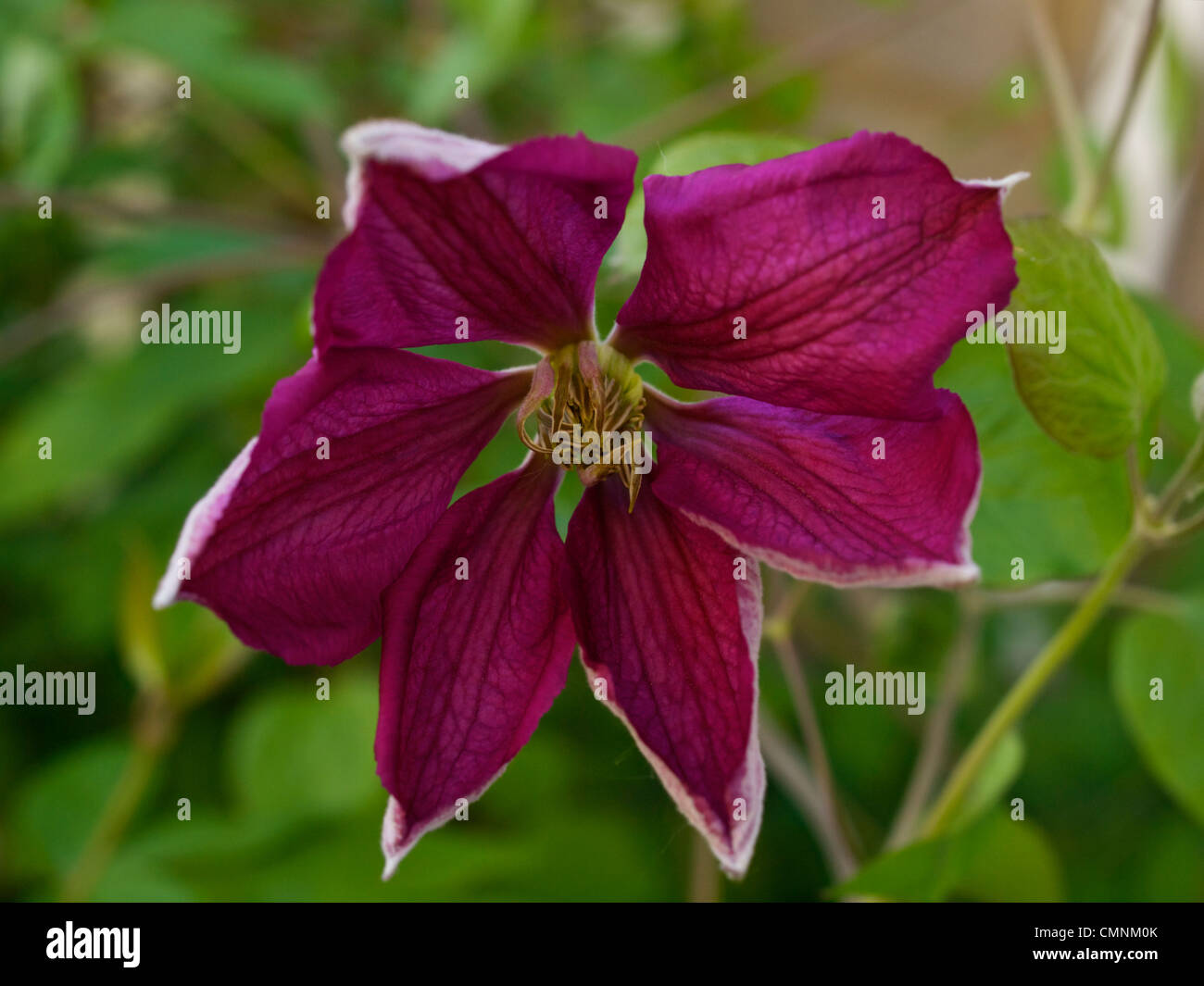 Fiore di Clematis Jackmanii Foto Stock