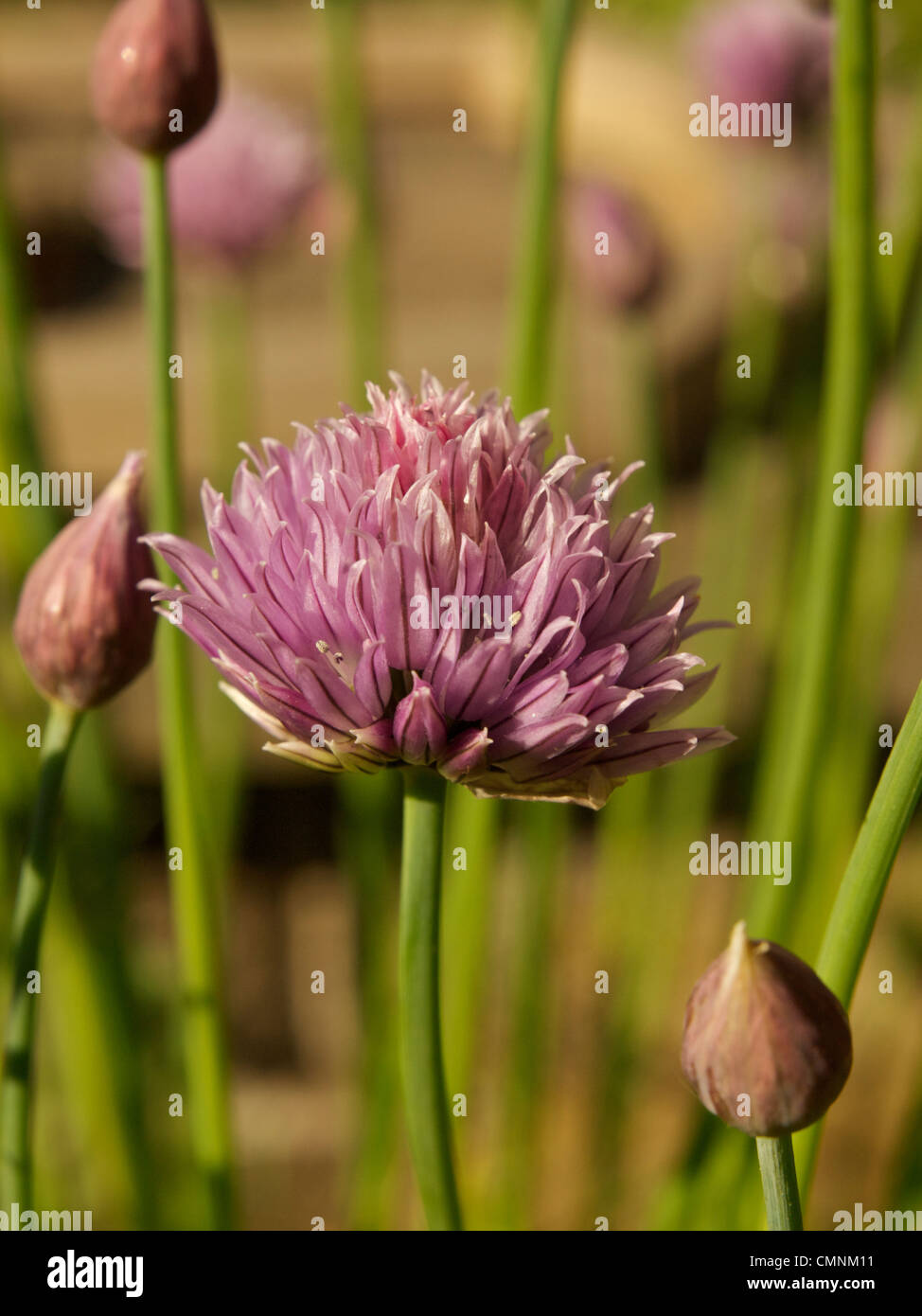 Fiore di erba cipollina e gemme (Allium schoenoprasum) Foto Stock