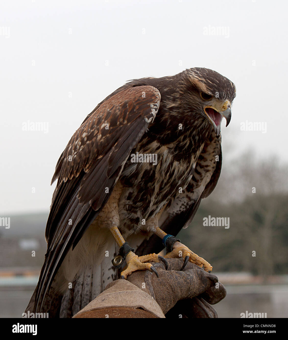 Harris Hawk, Parabuteo unicinctus, Accipitridae. Captive Bird. La Falconeria Foto Stock