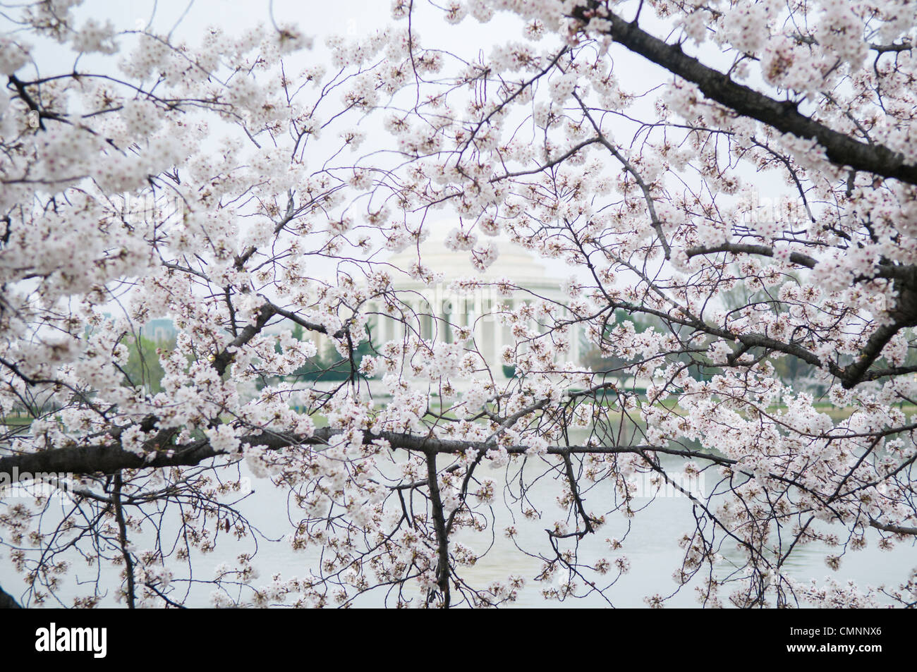 WASHINGTON DC - alberi di ciliegio in fiore incorniciano una vista del Jefferson Memorial attraverso il bacino delle Tidal. Gli alberi in fiore, originariamente un regalo dal Giappone nel 1912, sono al centro dell'annuale National Cherry Blossom Festival. Il memoriale è dedicato al presidente degli Stati Uniti Thomas Jefferson. Foto Stock