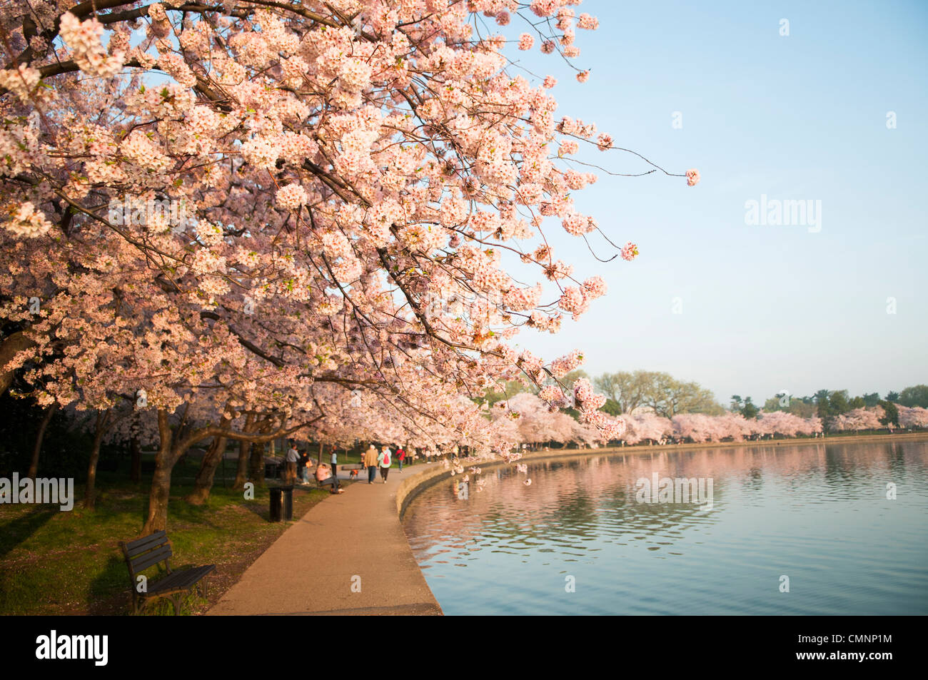 WASHINGTON DC - i fiori di ciliegio Yoshino fioriscono all'inizio della primavera lungo il bacino delle maree. Le migliaia di alberi fioriti che fiancheggiano il lungomare, originariamente un dono del Giappone nel 1912, sono l'attrazione principale dell'annuale National Cherry Blossom Festival. Foto Stock