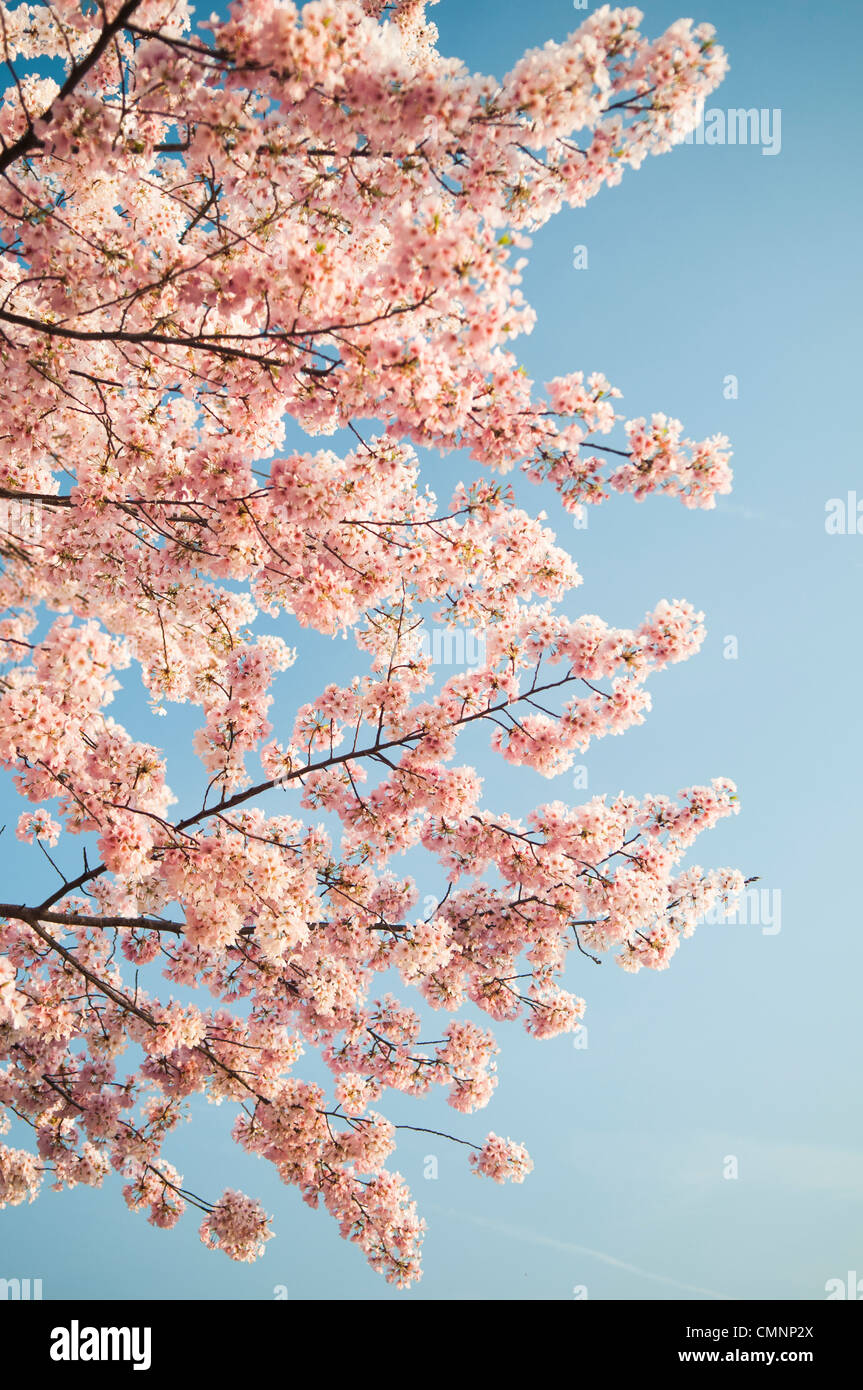 WASHINGTON DC - i fiori di ciliegio raggiungono il picco di fioritura nel bacino delle maree. La fioritura annuale primaverile degli alberi, che fu un dono del Giappone nel 1912, è al centro del National Cherry Blossom Festival. Foto Stock