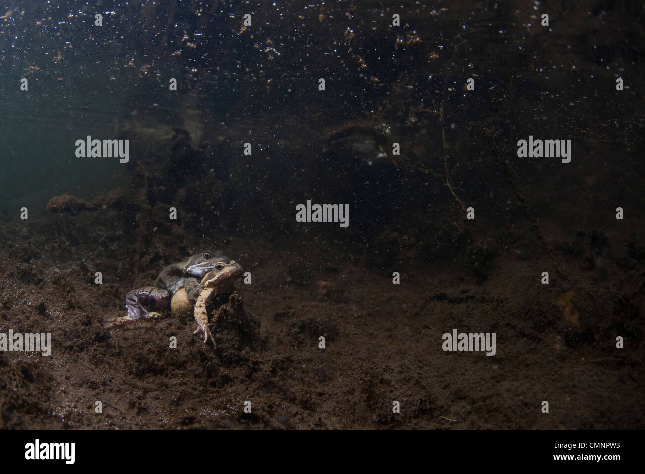 Allevamento di stagno per anfibi Foto Stock