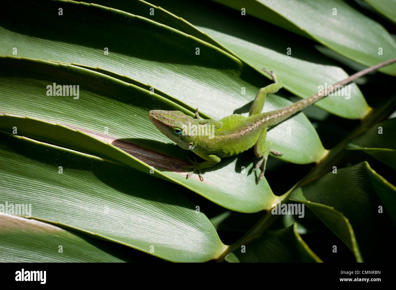 Geko verde lucertola su una verde foglia di palma in Kauai, Hawaii. Foto Stock