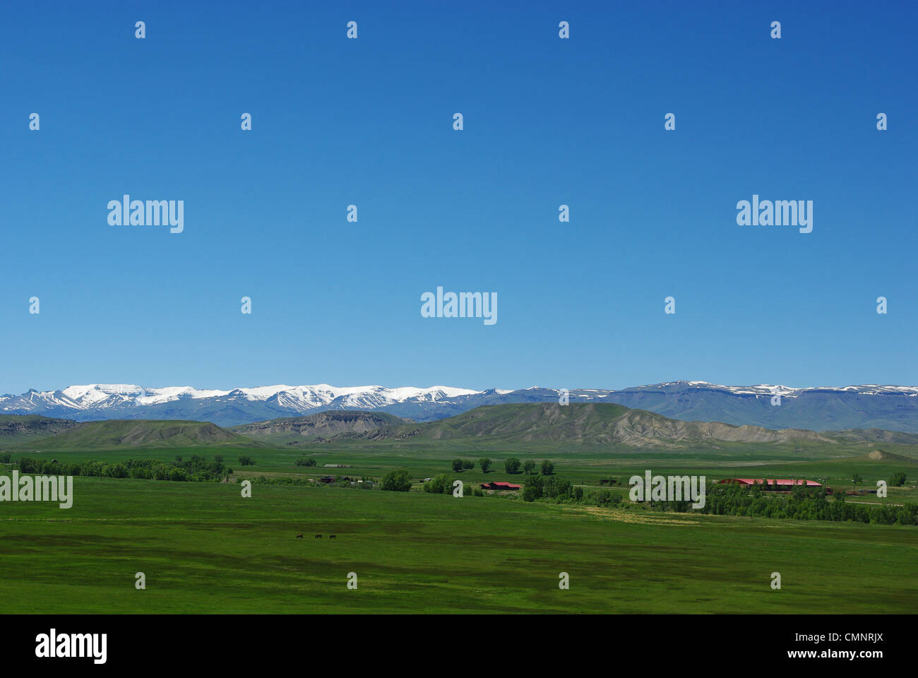 Cavalli selvaggi, ampi spazi e neve montagne, Wyoming Foto Stock