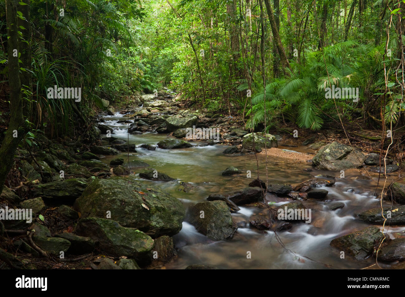 La foresta pluviale creek a Crystal Cascades - un popolare piscina di acqua dolce foro vicino a Cairns, Queensland, Australia Foto Stock