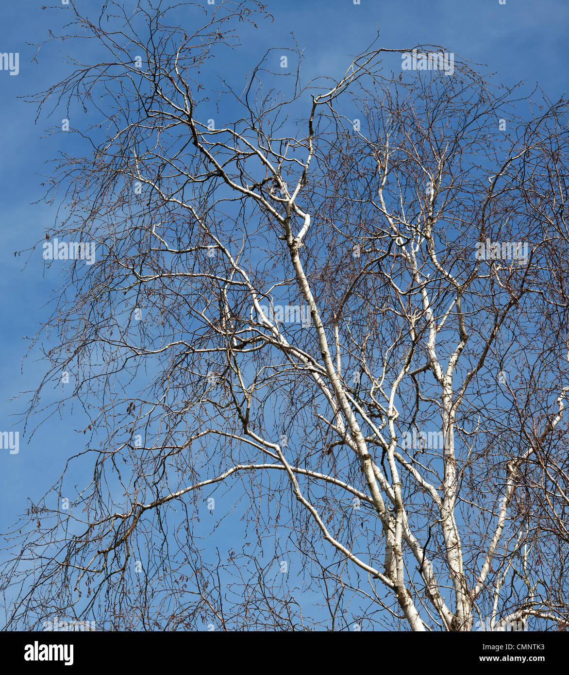 Betula fetisowii x . Argento betulla nella campagna inglese contro un cielo blu Foto Stock