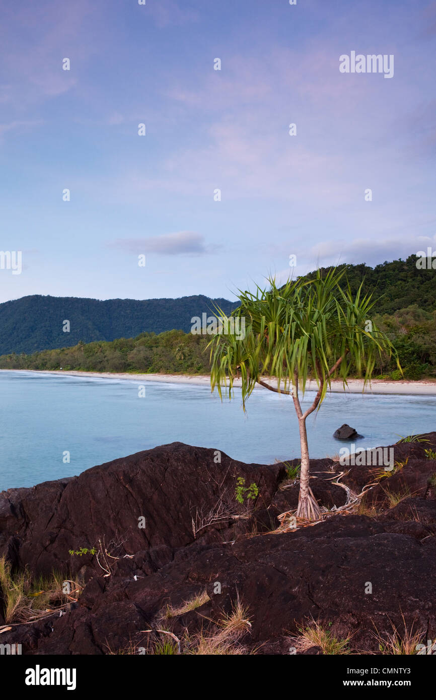 Palme Pandanus con Noè Beach in background. Parco Nazionale Daintree, Queensland, Australia Foto Stock