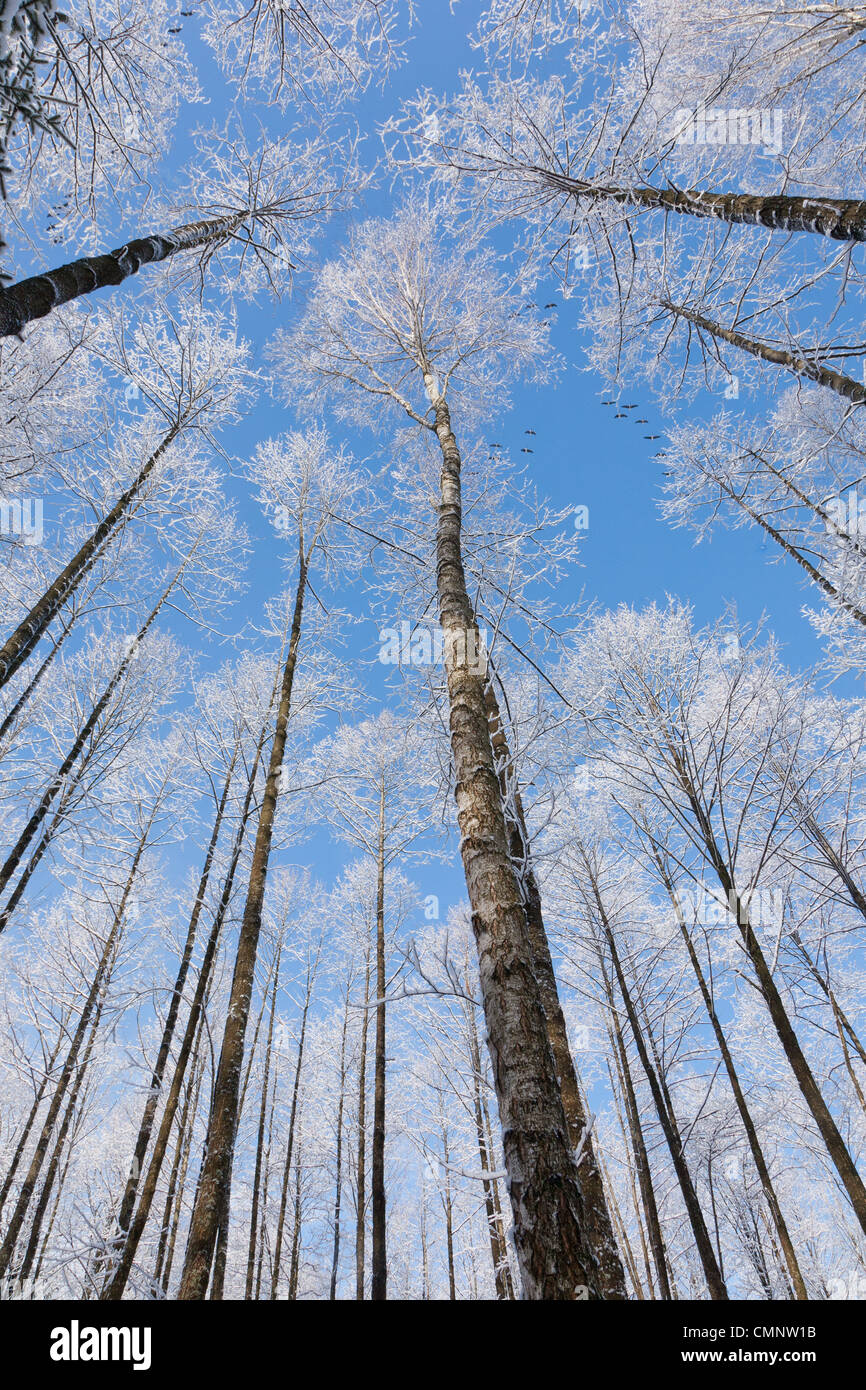 Alder tree corone avvolto di neve contro il cielo blu con alcune nuvole di luce Foto Stock