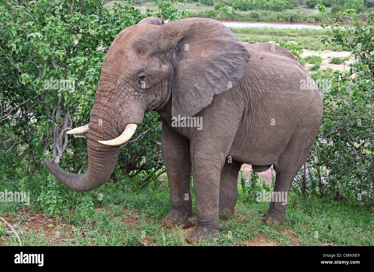 L'elefante, la fauna selvatica, Sud Africa, Elephantidae Foto Stock