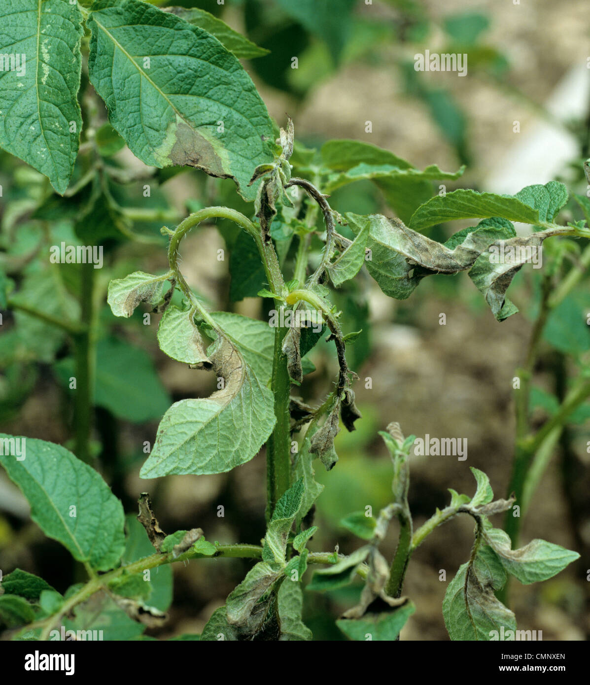 Potato late blight (Phytophthora infestans) sulla pianta di patata punto crescente Foto Stock