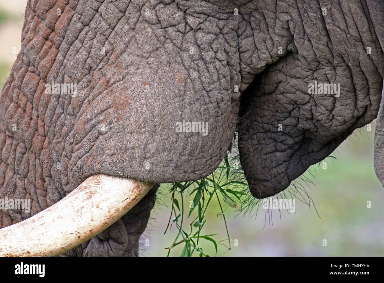 L'elefante, la fauna selvatica, Sud Africa, Elephantidae Foto Stock